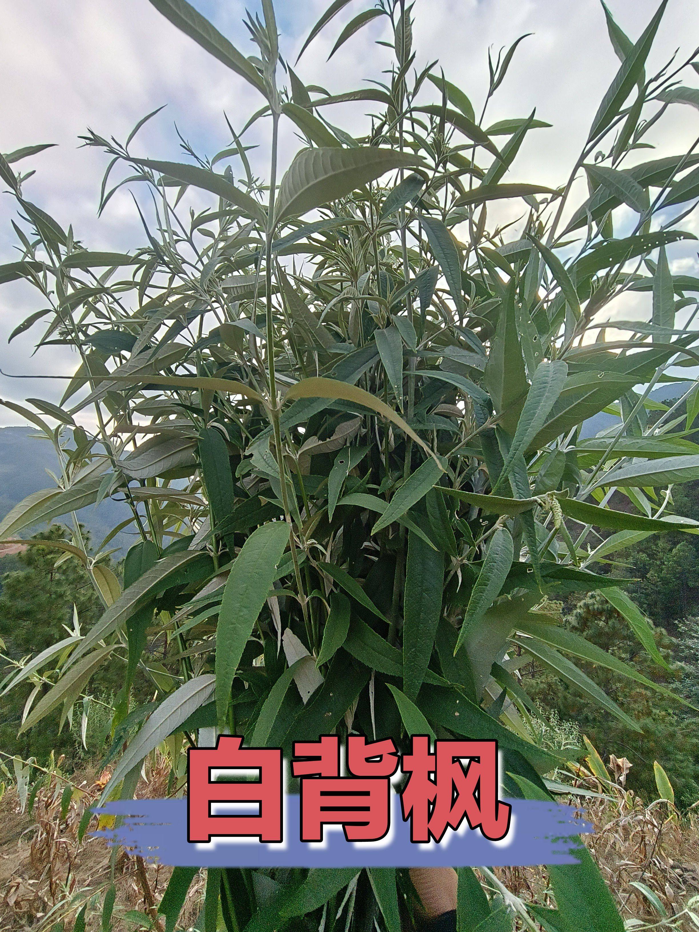 中草药材独叶埔姜白背枫 驳骨丹白花洋泡白鱼号 云南新鲜现摘