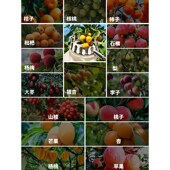 荔枝龙眼摘果神器伸缩杆高空采摘器柿子水果子剪夹U枣收果木瓜布