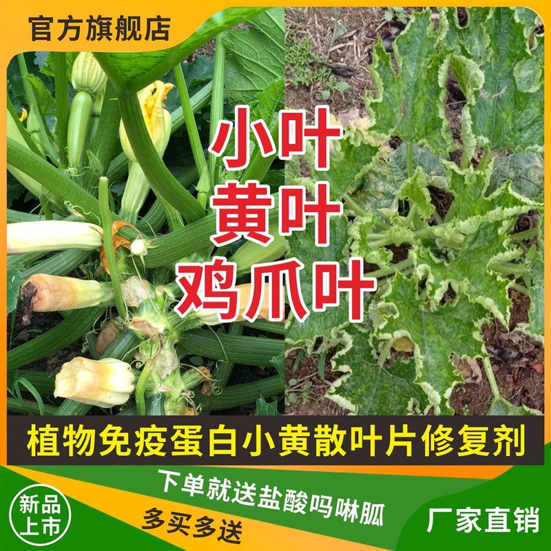 小黄散腐植酸水溶肥料助剂 防黄叶化瓜 提龙头P促生长 提高免疫力