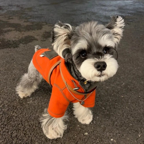 宠物比熊博美雪纳瑞小型犬小狗泰迪狗狗衣服秋装两脚衣连帽卫衣