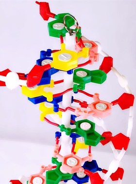 大号DNA双螺旋结构模型带底座可旋转高6I0cm生物遗传基因 实验器