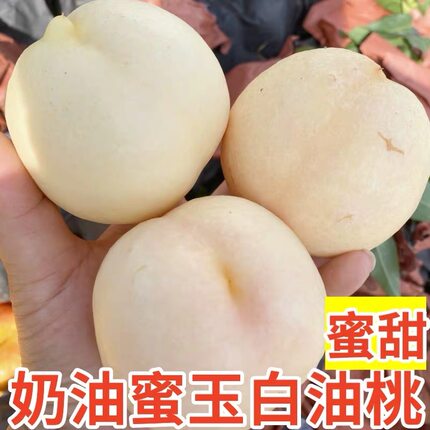 山东蒙阴奶油白玉圆油桃，非毛桃脆甜多汁桃香味浓郁包邮