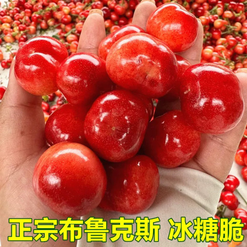 山东现摘露天大樱桃布鲁克斯大樱桃（冰糖脆）樱珠脆甜车厘子包邮