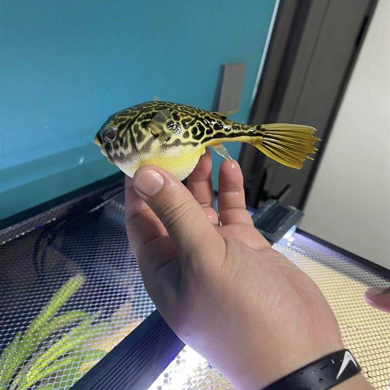 斑马狗头河豚鱼鱼苗热带鱼观赏鱼淡水河豚凶猛Q鱼好养耐活皇冠狗