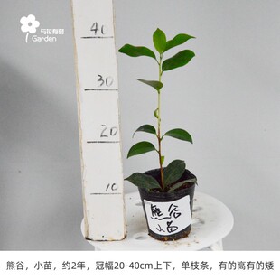 熊谷威赤日本山茶花盆栽小苗稀有热门单瓣黑红色花园景色庭院典雅