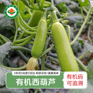 新鲜蔬菜有机菜菜瓜瓠瓜西葫芦 有机西葫芦3斤