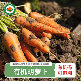 云南有机胡萝卜 新鲜采挖高原露天种植胡萝卜榨汁宝宝辅食无农残