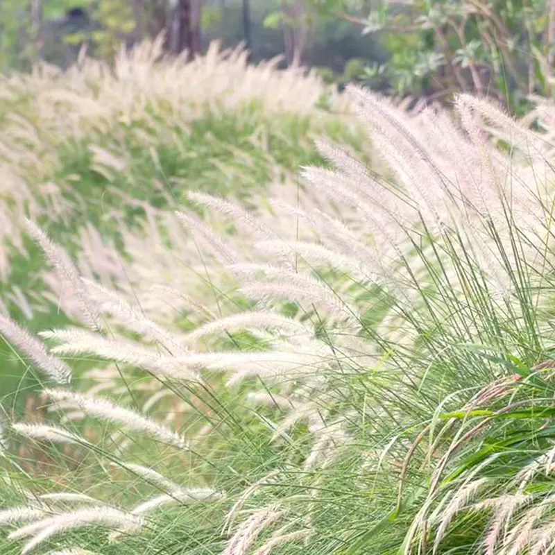 白茅草种子坟头山坡绿化针茅白毛草长镰草响铃草根种籽四季播易活