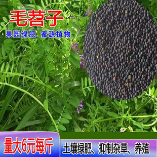 毛苕种子长柔毛野豌豆种籽箭舌豌豆种毛叶光叶紫花苕子毛苕子籽