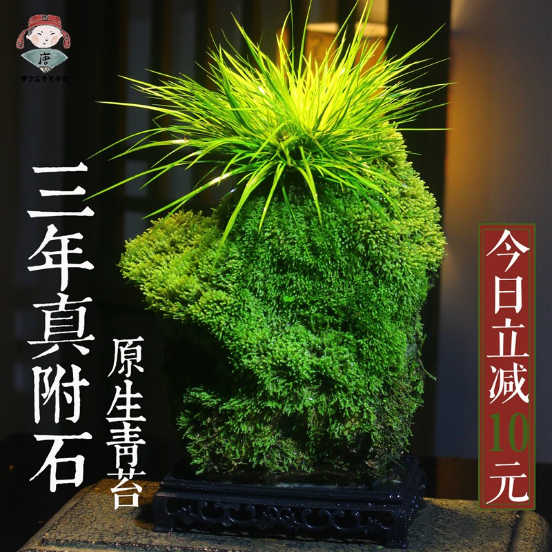 附石菖蒲吸水石小盆景虎耳草盆栽室内桌面绿植Q苔藓微景观水培植
