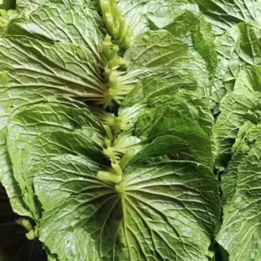 新鲜山葵叶子芥末叶烤肉佐料天妇罗盐渍