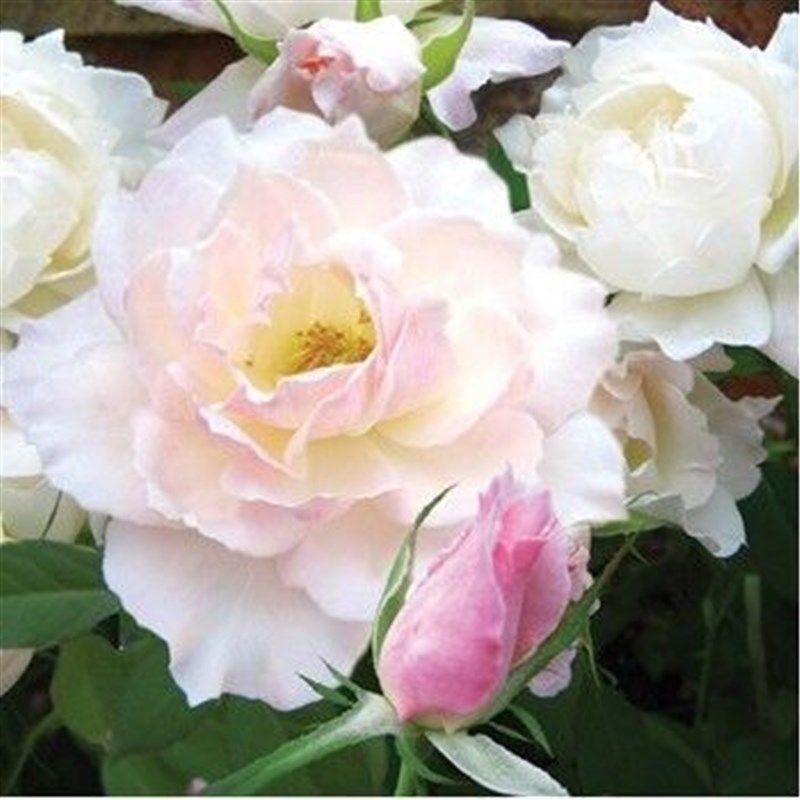 河本纯子品种 天宫公主 灌木月季 中香抗病 枝条细 多季开花 勤花,鲜花速递/花卉仿真/绿植园艺,月季/蔷薇/玫瑰,淘宝优惠券,粉丝福利购,淘宝优惠卷