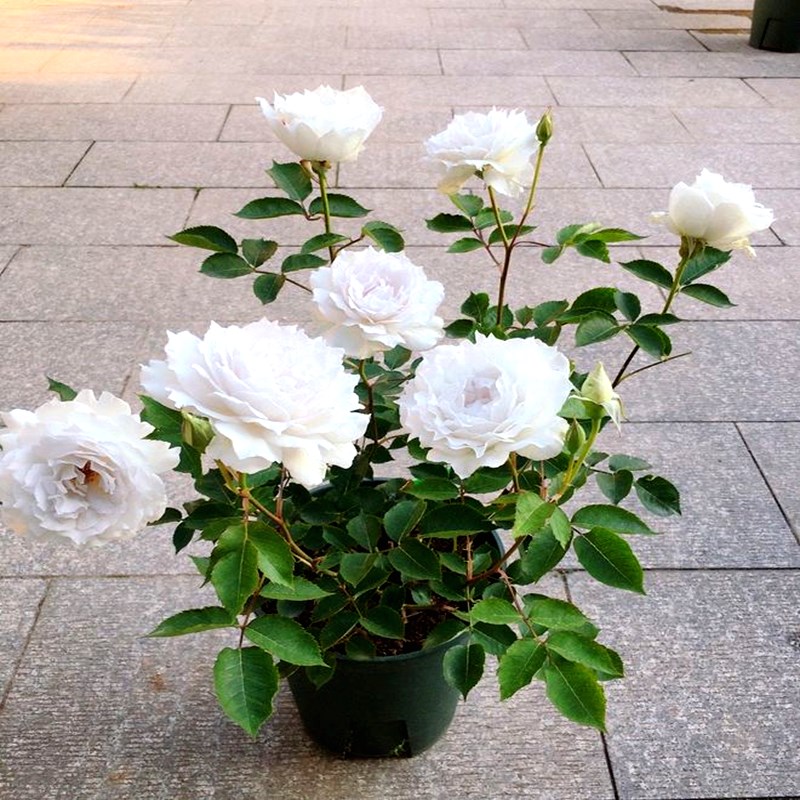 加百列大天使月季花苗四季浓香大花庭院阳台花卉植物易活玫瑰盆栽