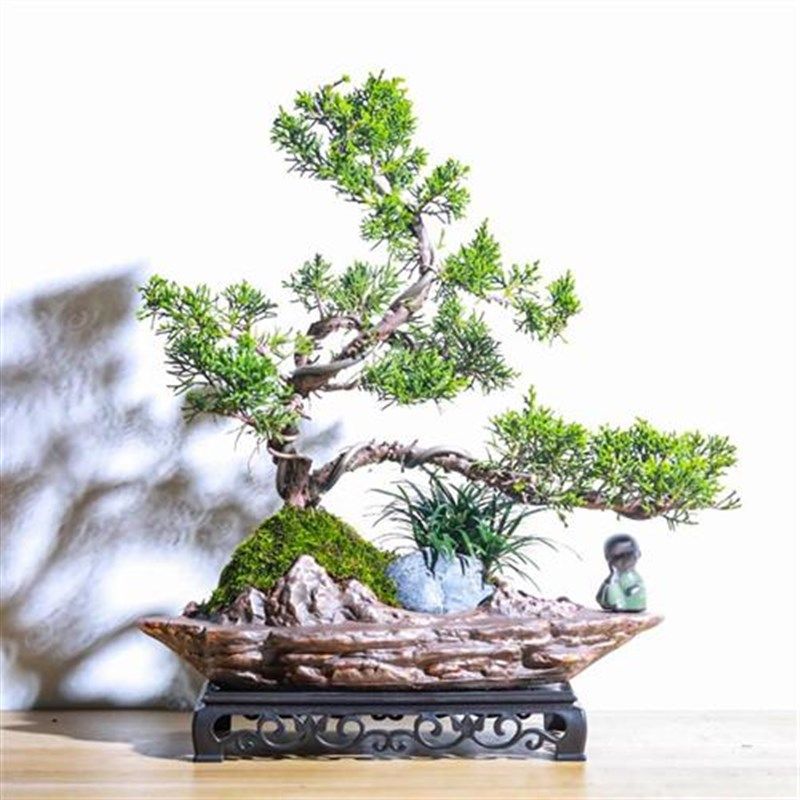 造型济州真柏室内办公室绿植物桌面盆景送礼品迎客松好养盆栽摆件,鲜花速递/花卉仿真/绿植园艺,造型盆景,淘宝优惠券,粉丝福利购,淘宝优惠卷