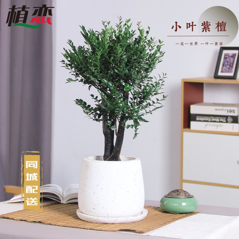 小叶紫檀赤楠盆景植物老桩办公室绿植室内桌面盆栽好养 苏州无锡