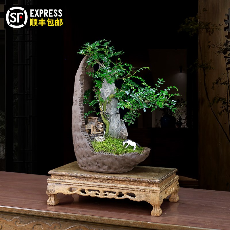 清香木附石盆景树抱石老桩茶桌绿植盆栽禅意植物室内胡椒木好养