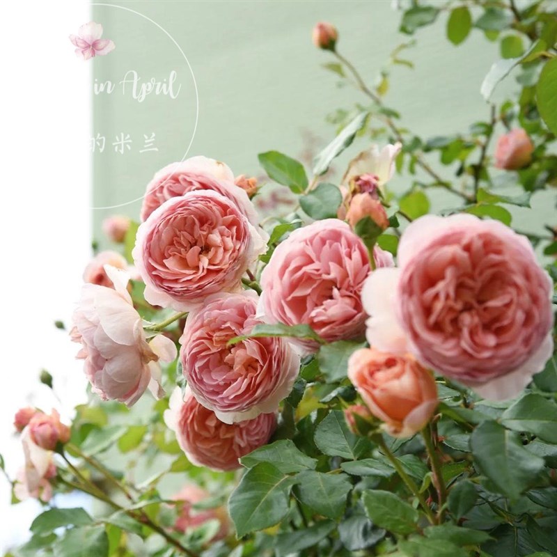 亚伯拉罕 大花浓香多花重瓣 藤本月季花苗 阳台庭院绿植盆栽花卉