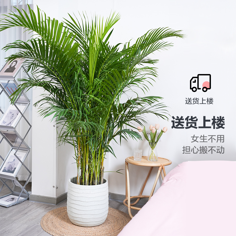 散尾葵植物盆栽客厅凤尾竹室内大型绿植办公室好养净化空气除甲醛