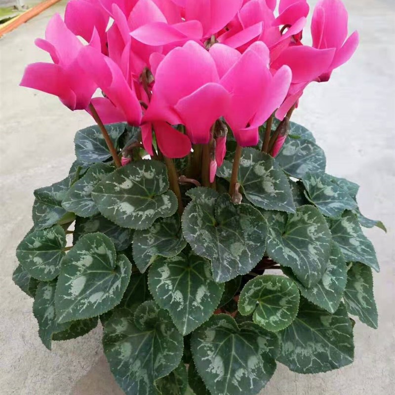 新品仙客来盆栽带花发货好养室内花卉四季花阳台室内盆栽观花植物