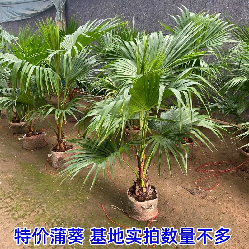 耐寒蒲葵植物棕榈科树扇叶室内外绿植四季长青大型观叶好养活网红