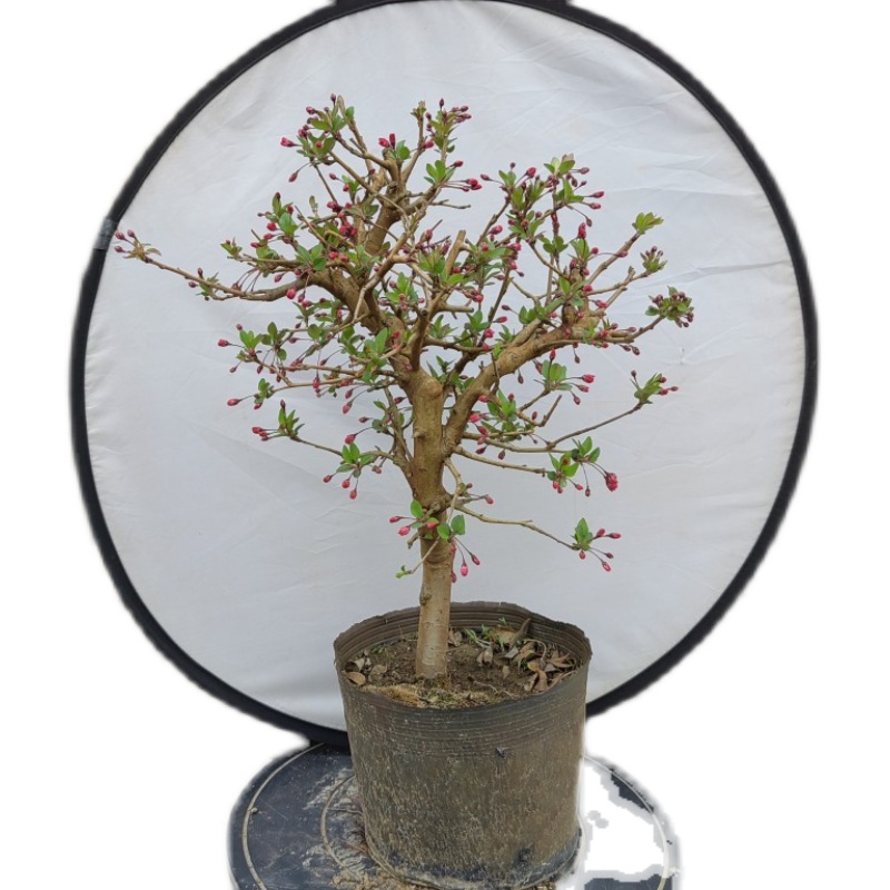 垂丝海棠花卉绿植盆栽春季开花老桩盆景阳台观花植物室内