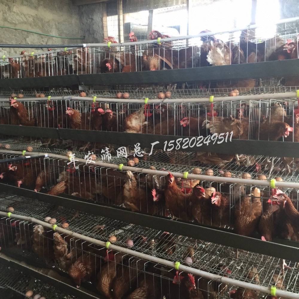 广州厂家生产直销养殖蛋鸡笼具 自动滚蛋设计铁丝网养鸡笼