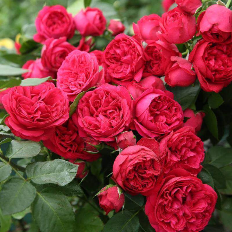 天狼月季 红色龙沙宝石/红色伊甸园 月季玫瑰 红色藤本月季