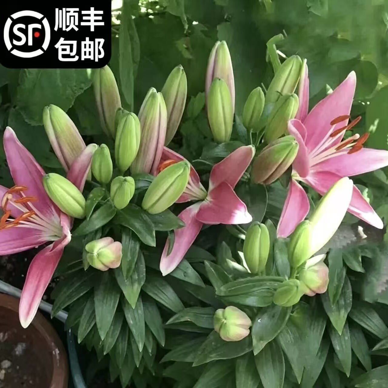 香水百合种球盆栽进口重瓣百合种球室内四季开花绿植花卉种球图片