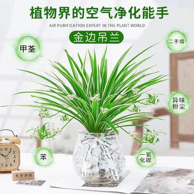 水培植物金边吊兰盆栽室内绿植花卉好养植物客厅桌面净化空气花草