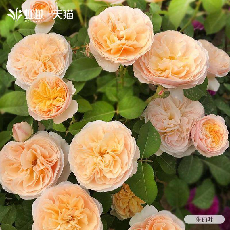 丽叶浓切汀月朱花花玫瑰苗栽大香季花小苗花奥斯盆季耐热院无品牌