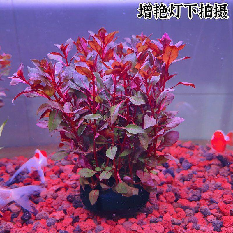 紫丁香坨草紫红丁香水草好养真草阴性水草新手小白鱼缸造景