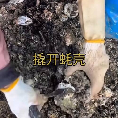 不锈钢开蚝撬刀锻打T型开蚝神器赶海挖贝壳开贝壳剥生蚝工具