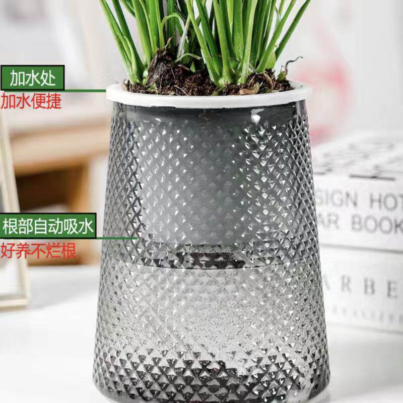 新品【买三送一】灰n透塑胶盆玛丽安九里香金钻发财树绿植物桌面