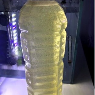 极速高密度褶皱臂轮虫q海水小丑石斑虾蟹育苗开口珊瑚粮观赏鱼饲