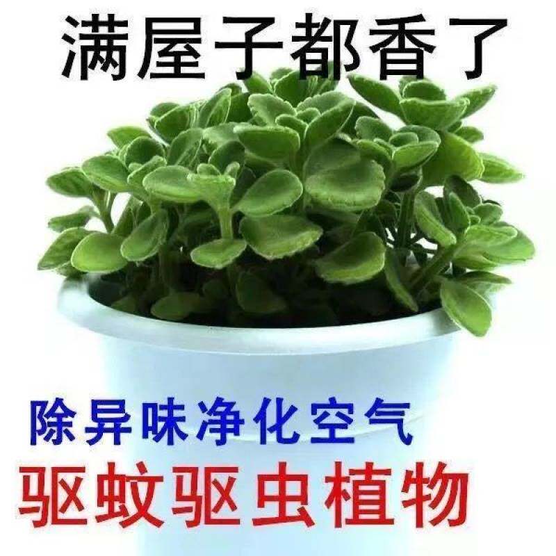 新品一抹香驱蚊香草碰碰香盆栽除异味客厅多肉R净化空气除甲醛绿
