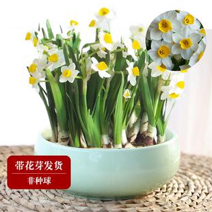 极速水仙花盆栽适合水培的花花期长好养绿植盆Q栽花卉植物室内易