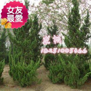 极速龙柏苗c桧柏苗蜀桧苗侧j柏苗扁柏苗洒金柏苗铺地柏苗沙地柏苗