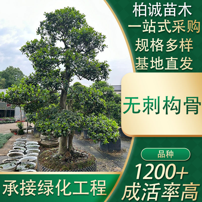 苗圃供应造型无刺构骨球园林工程绿化苗木造景树乔木灌木批发植物