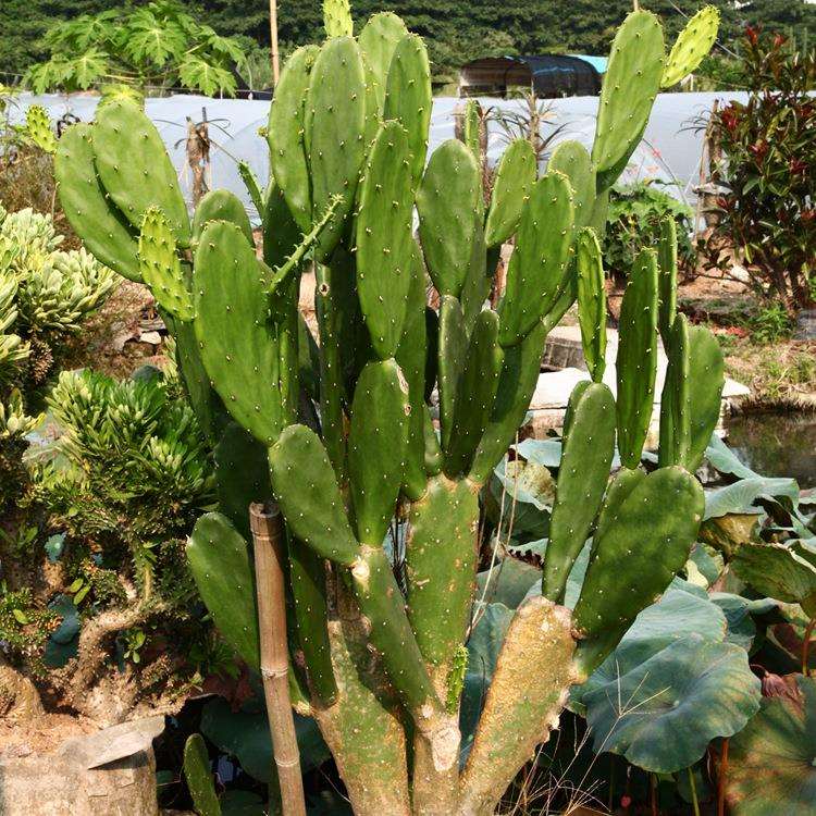 仙人掌红花无刺植物大型沙漠种植基地室内植物盆栽墨西哥仙人掌
