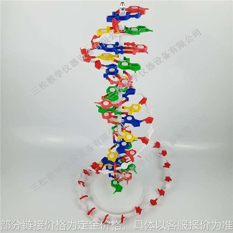 DNA结构模型/大号J33306双螺旋60公分高中碱基对遗传基因生物教学 橡塑材料及制品 其他橡胶制品 原图主图