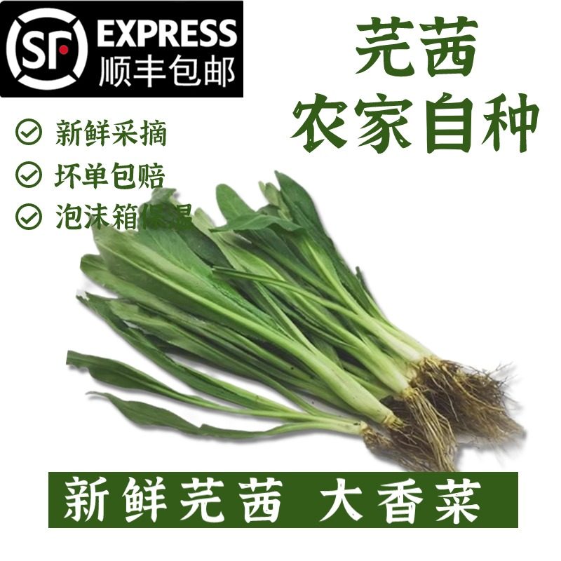 芫茜大香菜泰国傣味菜
