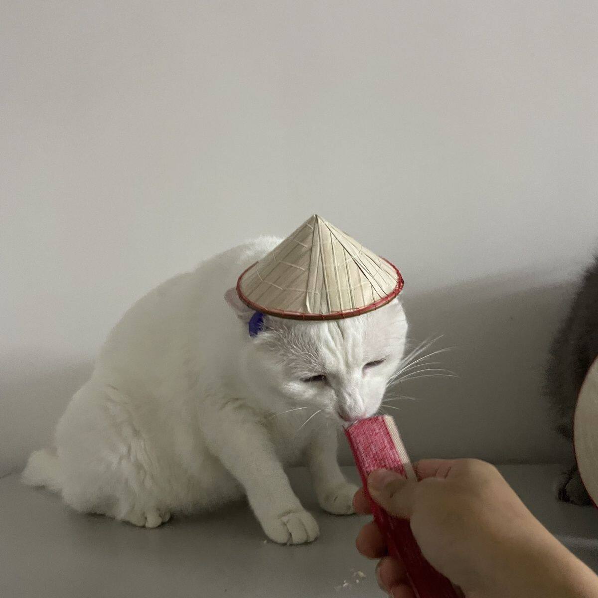越南手工竹编迷你斗笠猫咪头饰创意宠物拍照道具小竹笠摆件