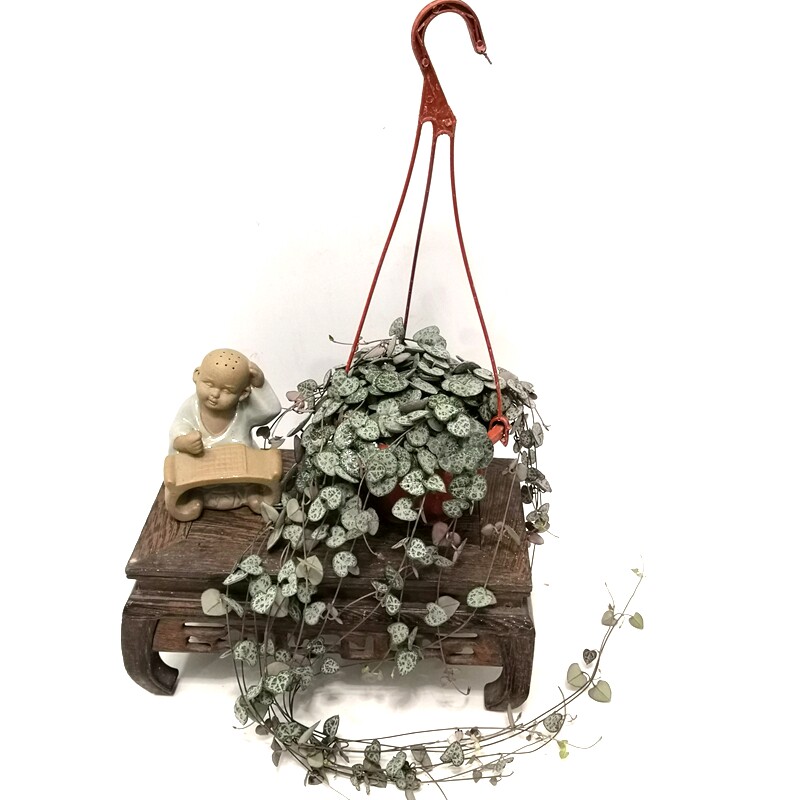爱之蔓锦藤蔓爬藤植物多肉吊兰垂吊绿植小盆栽室内室外好养易成活