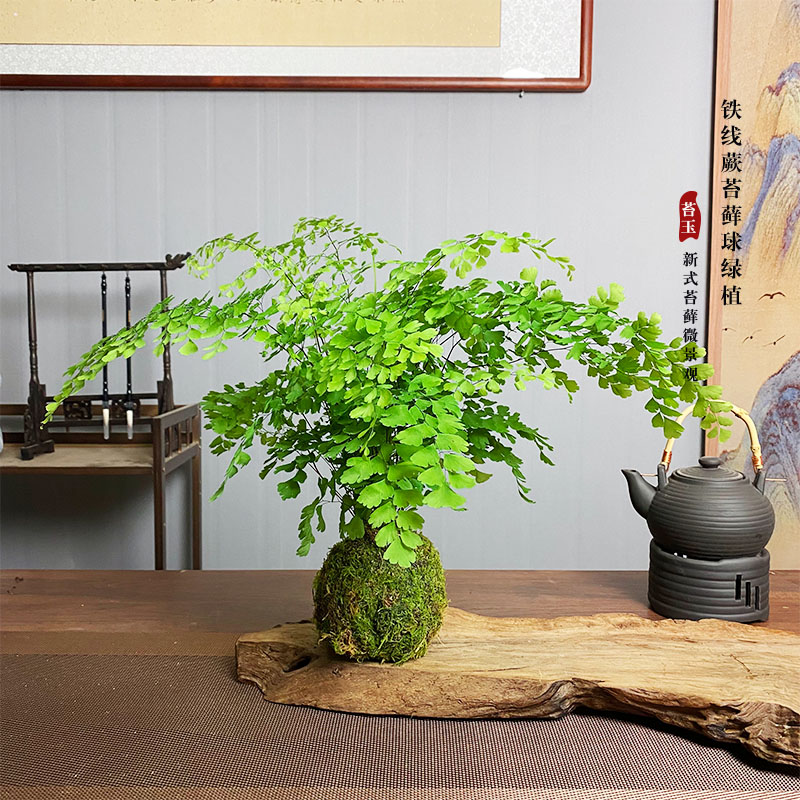 铁线蕨苔藓球室内耐阴盆栽造景四季常青苔玉水培绿植假山吸水石网