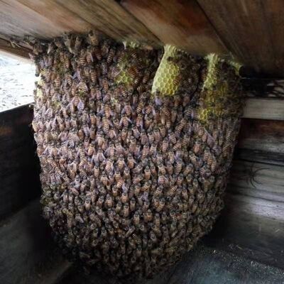 活体蜜蜂群 中蜂蜂群 带王蜜蜂群 阿坝中蜂中华土蜂笼蜂出售包邮
