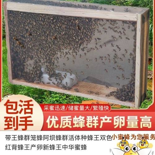 活体蜜蜂群 中蜂蜂群 带王蜜蜂群 阿坝中蜂中华土蜂笼蜂出售包邮