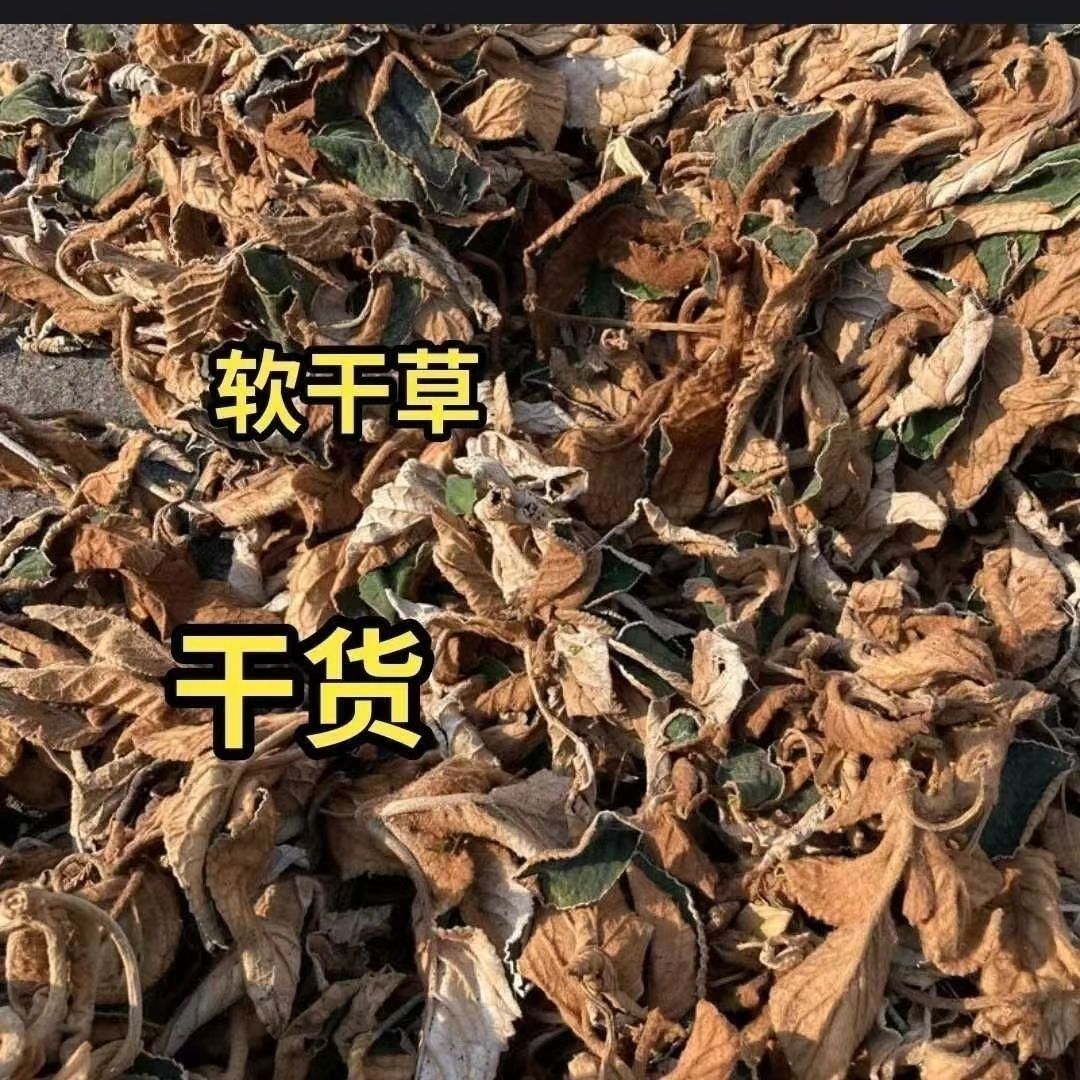 贵州.今年的野生晒干软肝草中药材 贵州苗药新鲜石上莲中草药材