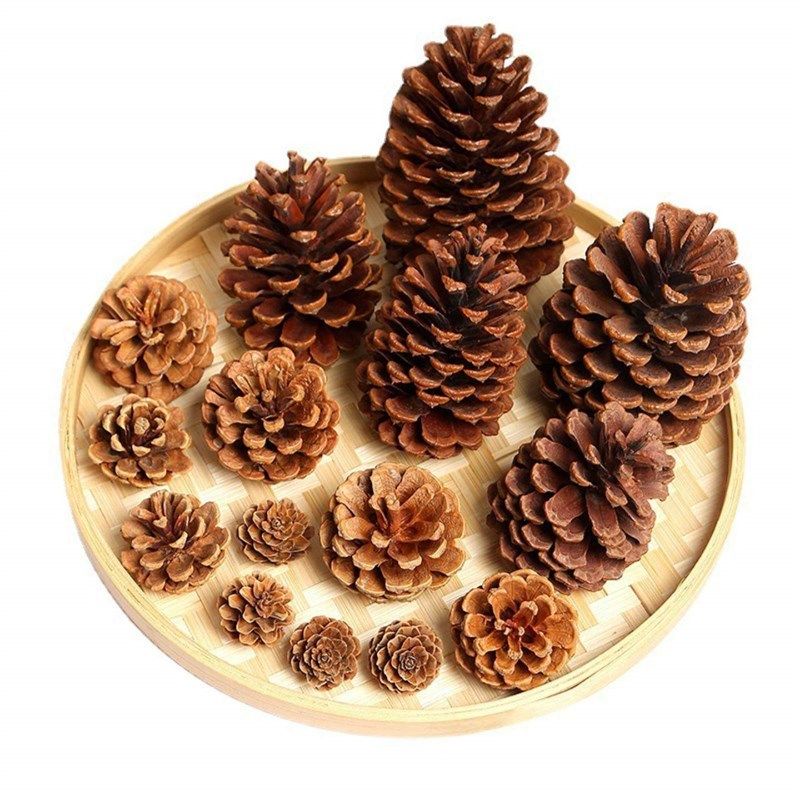 松果上色颜料装饰松塔幼儿园儿童手工diy材料包环创树枝干花摆件