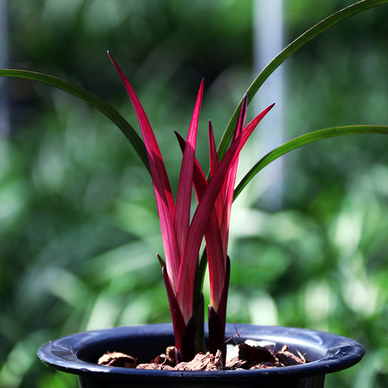 【团购】翁源兰花苗【红草红荷】四季建兰红荷系列浓香名贵原盆栽