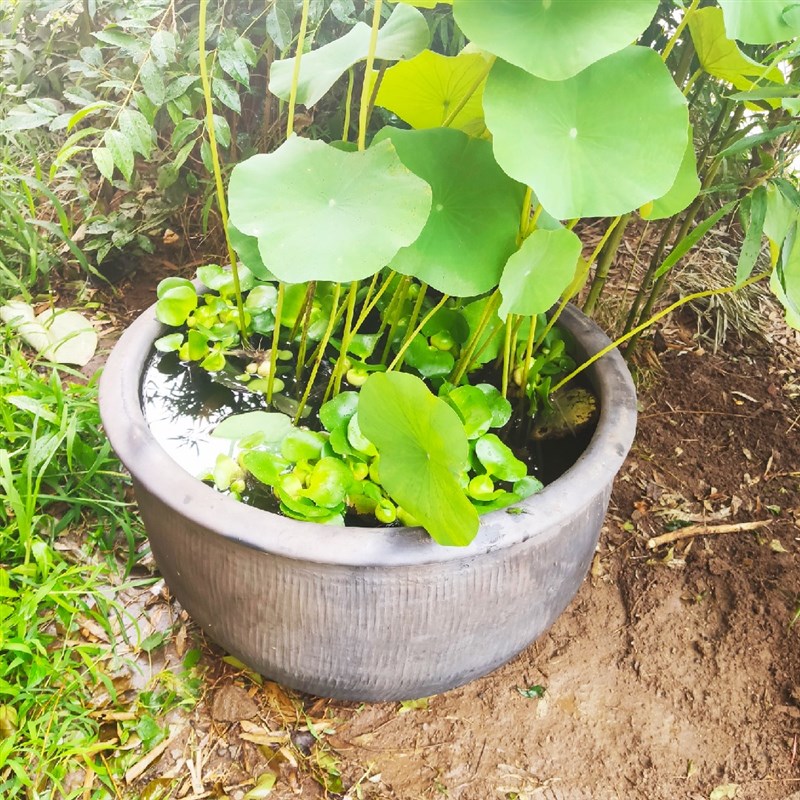 家用睡莲盆罐水无釉养乌龟鱼缸庭院 荷花缸土陶100米口特大号造景